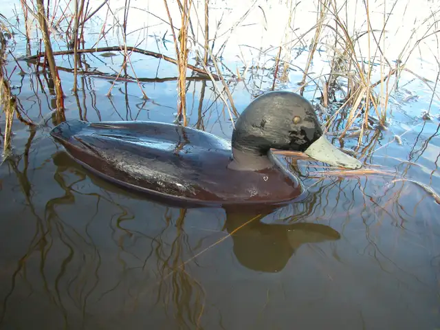 Charles Perdue 'Crow Call' (Also, 8 Black Duck "Working" Decoys) in Fishing, Camping & Outdoors in Ottawa - Image 7