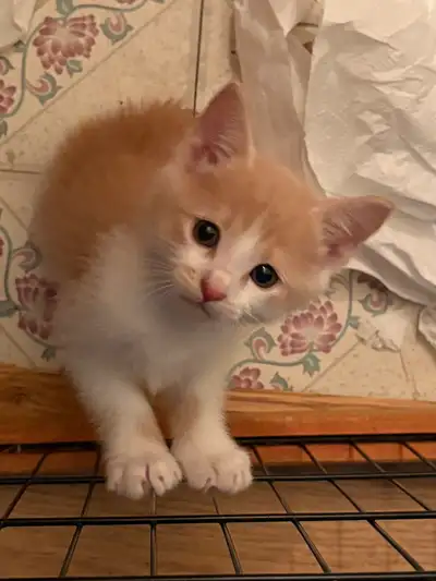 Short haired Kitten, View more