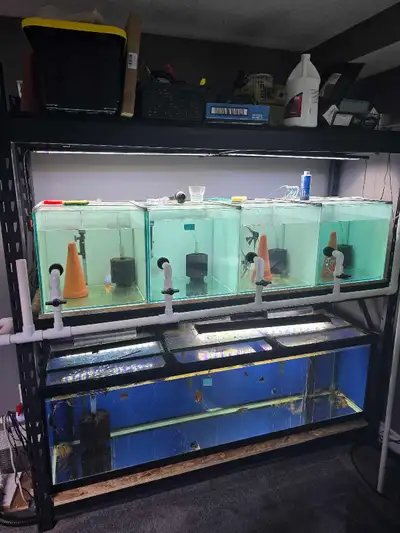 fish breeding set up, View more