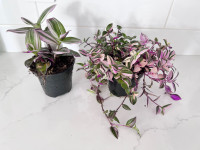 Healthy pink plant - tradescantia 