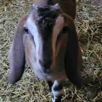 Nubian goat (doe)