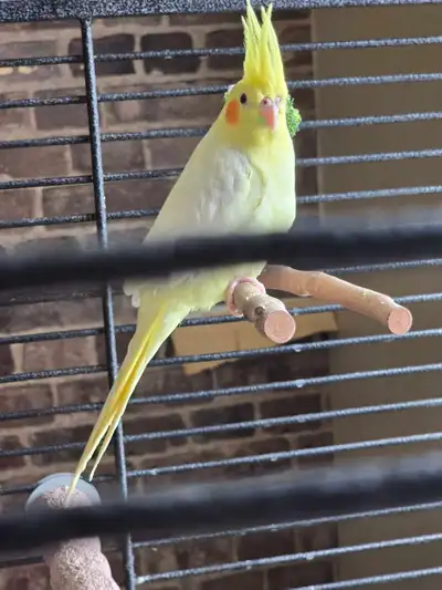 Cockatiel Nourris à la main, View more