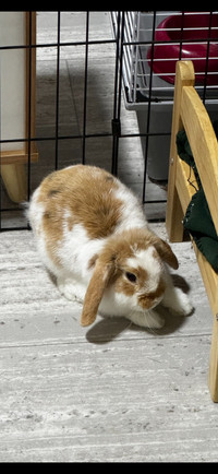  Male Lop Sold pending pickup