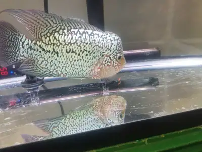 Imported Flowerhorn Cichlids , View more