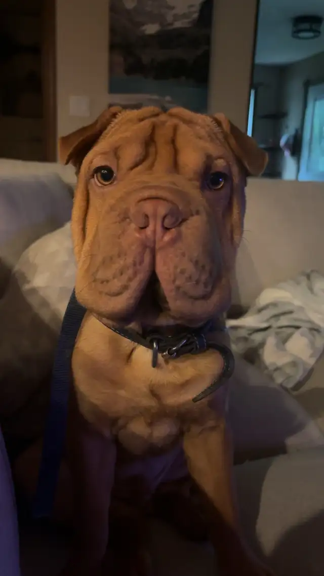 6 month old bulldog cross in Dogs & Puppies for Rehoming in Edmonton - Image 7