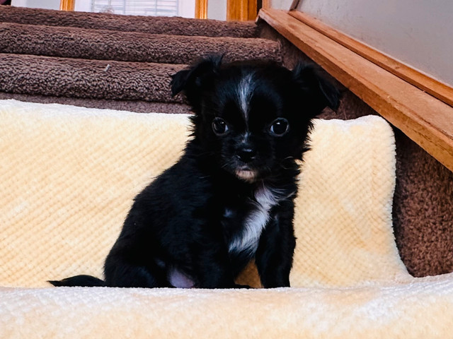 Beautiful Chihuahua Puppies in Dogs & Puppies for Rehoming in Calgary - Image 2