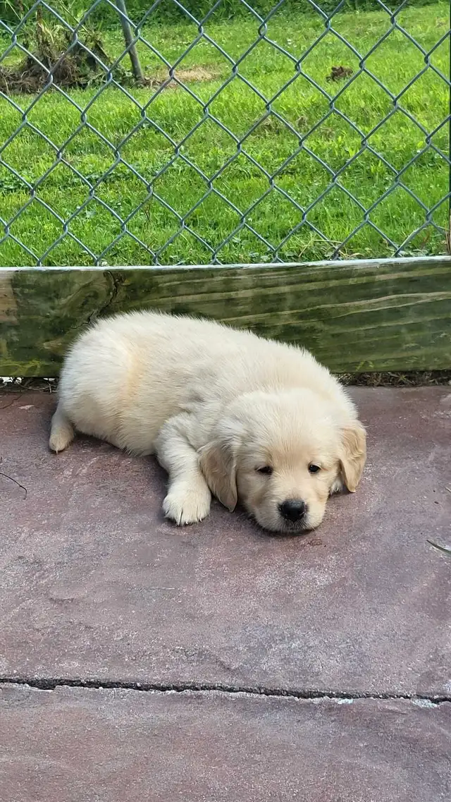 goldenretriver in Dogs & Puppies for Rehoming in Victoriaville - Image 7