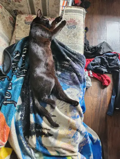 Black male cat, View more