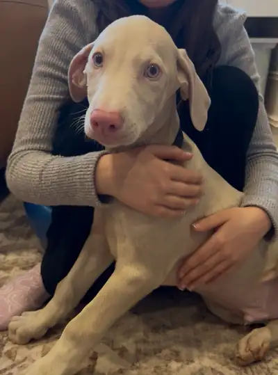 AKC Registered Purebred White Doberman Puppies, View more
