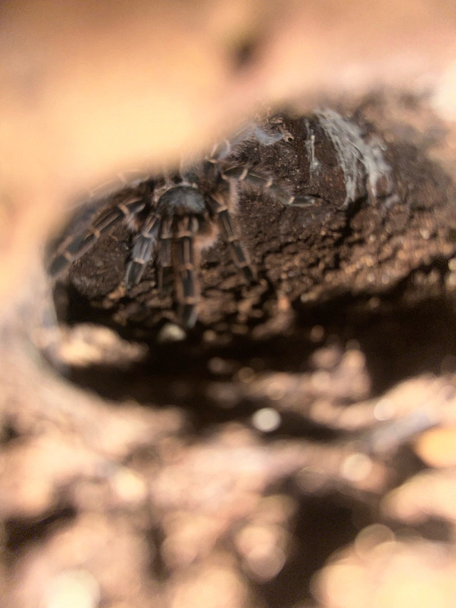  Tarantula  (Seemani) in Other in Belleville - Image 3