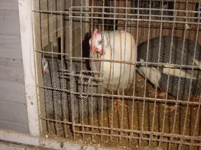 5 male guinea hens fowl hen 9 months old 3 of them are white, View more