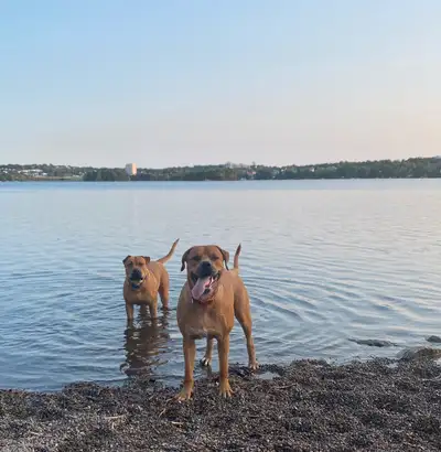 Sadly I’m having to rehome my dogs Bentley and Nassau. I am moving to another country and unfortunat...