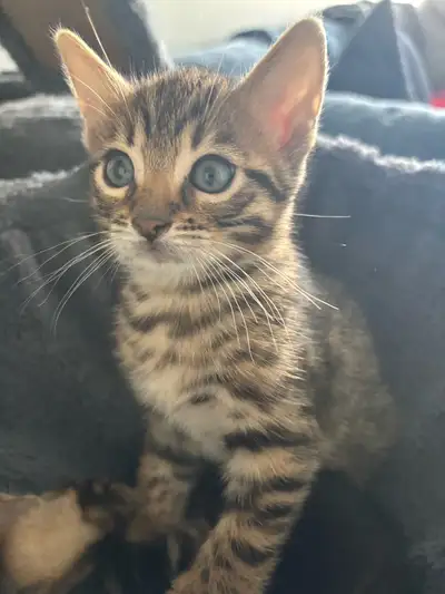 Fully weaned, fully litter trained- eating solid and wet food! Beautiful 2 month old Bengal/Tabby ki...