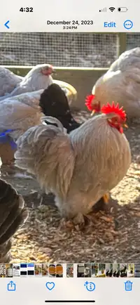 Bantam Cochin Roosters.