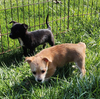 Maltese and chihuahua 