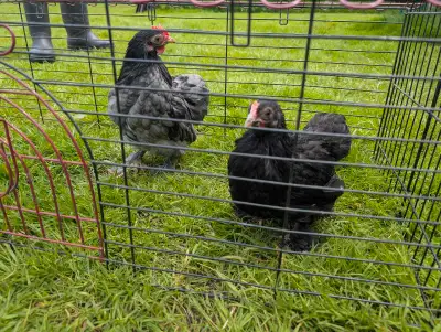 Cochin pair needing a new coop. They are too small for my flock and getting picked on. Located in Ri...
