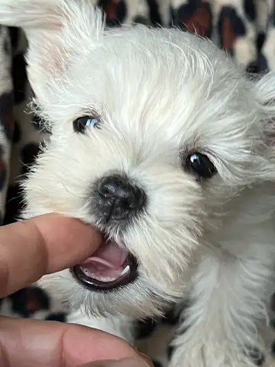 Schnauzers Mini chiots puppies new litter coming, View more
