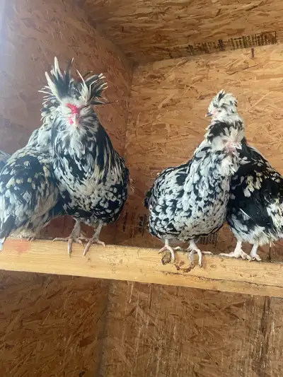 4 hens 1 roo Asking 150$ for breeding group. Paid 250 last year. 2.5 years old great layers!! Locate...