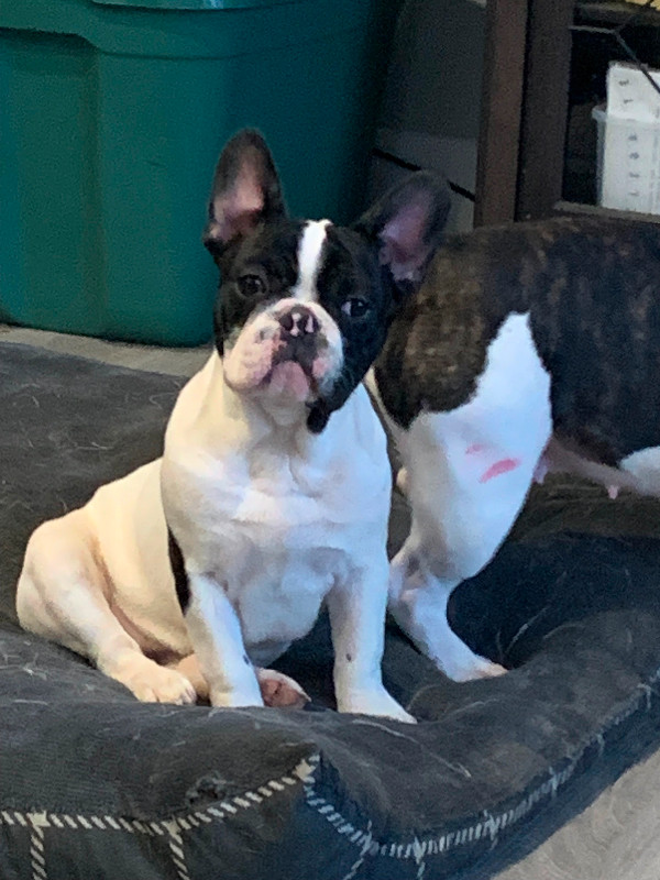 French Bulldog Puppies in Dogs & Puppies for Rehoming in Kawartha Lakes