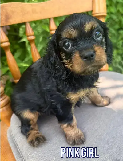 Cavalier King Charles puppy ❤️, View more