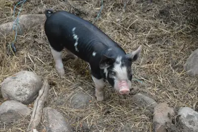 Intact Male Piglets. Berkshire, Tamworth, Old Spot X, View more