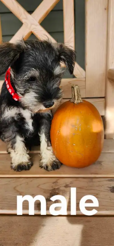 Adorable Miniature Schnauzer ready for their new home., View more