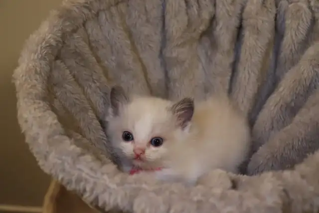 TICA Registered Purebred Ragdoll Kittens Rehoming (Read Full)