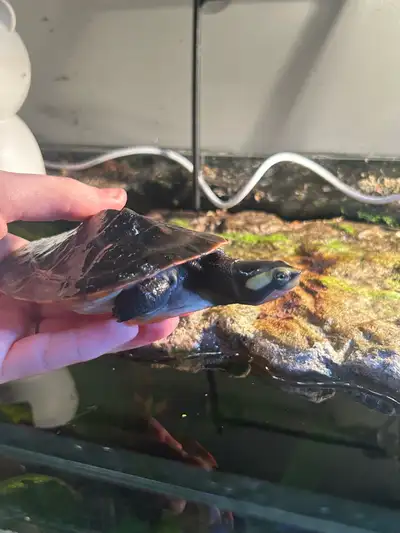 looking for a turtle, View more