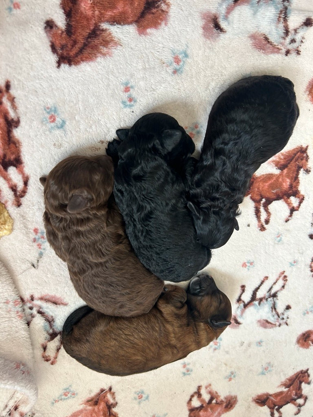 Élevage Aussiedoodles Toy (5-10 lbs) Chiots disponibles dans Chiens et chiots à adopter  à Longueuil/Rive Sud