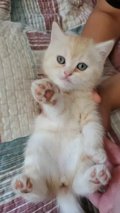 2 Kittens amaizng breed . - 2 Month Old - Light Oreang Color - Himalayan Breed - Female ( Both ) - U...