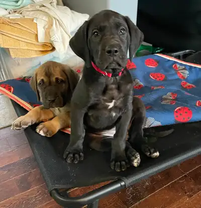Great Dane Puppies, View more