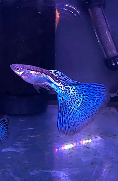 aquariums for sale, View more
