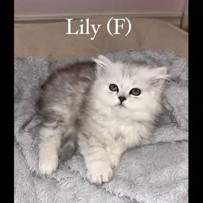 Coming from a loving family, looking for a loving family ♡ **je parle Francais aussi!** *ideally loo...