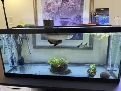 75g fish tank for sale, View more