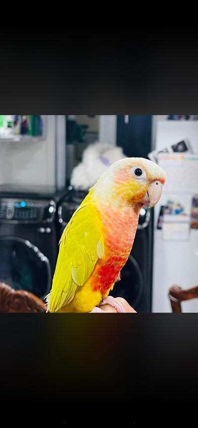 Bébés Conure, View more