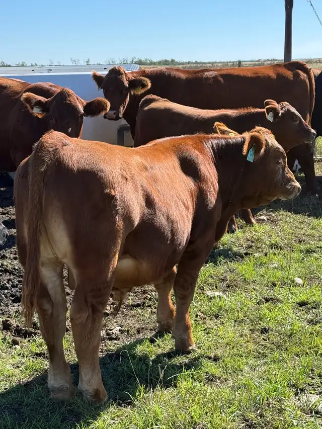 Simmental bull calf | Livestock | Regina | Free local classifieds - Kijiji
