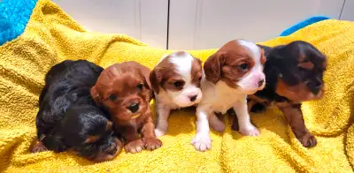 Magnifiques chiots cavalier king charles, 3 femelles et 2 mâles, ils seront vacciné, vermifugés avec...