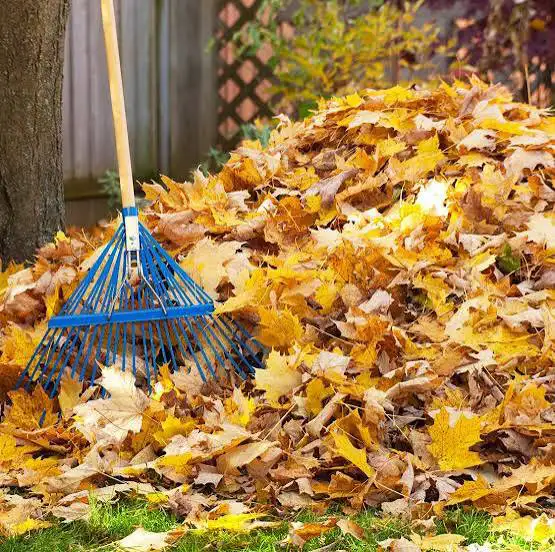 fall yard cleanup