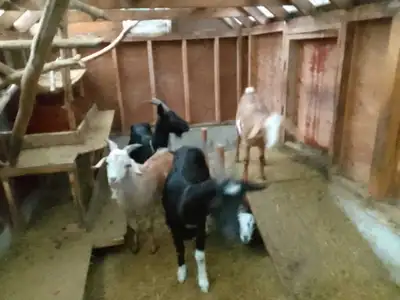 milk goat herd for sale, View more