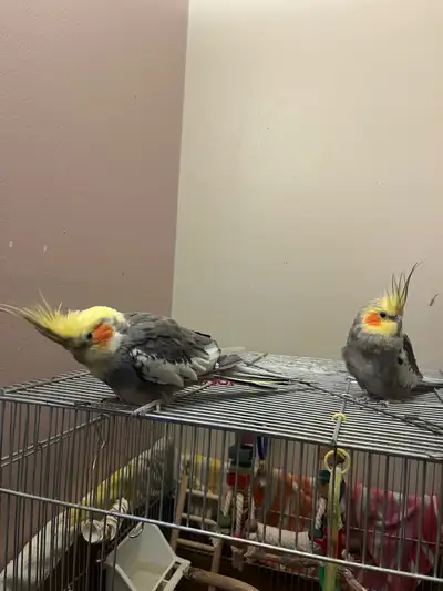 Cockatiels mâles manipulables, View more