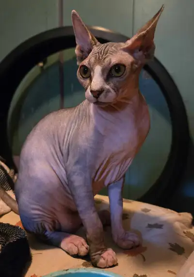 6 month old spayed female, 3 sets vaccines, very sweet, healthy and well socialized. Used to other c...