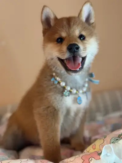 beautiful Shiba Inu puppy, reserve now, View more