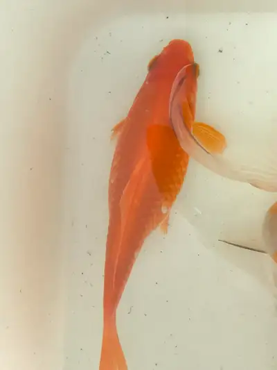Large Goldfish - 8 Inches, View more