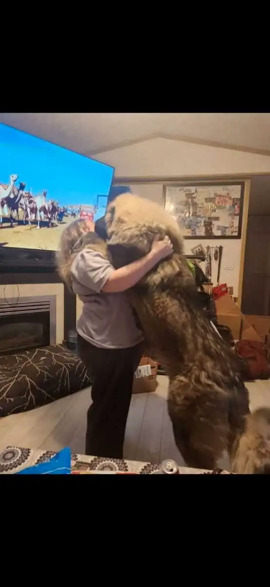 **Caucasian Shepherd Puppies** 100% Purebred in Dogs & Puppies for Rehoming in Winnipeg - Image 8