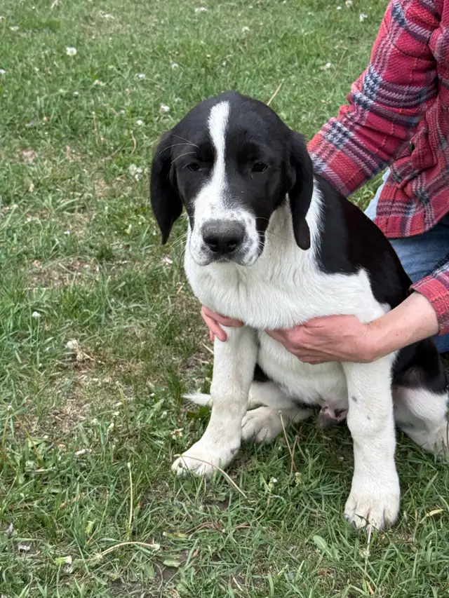 Puppies for rehoming in Dogs & Puppies for Rehoming in Edmonton - Image 3