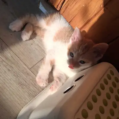 4 baby kittens for sale , View more