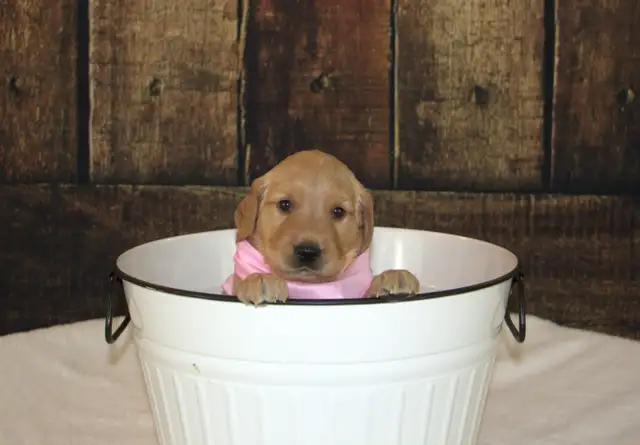 CKC Registered Golden Retriever Puppies in Dogs & Puppies for Rehoming in Cambridge - Image 10