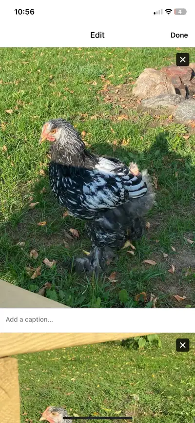 2 Pullets for Sale., View more