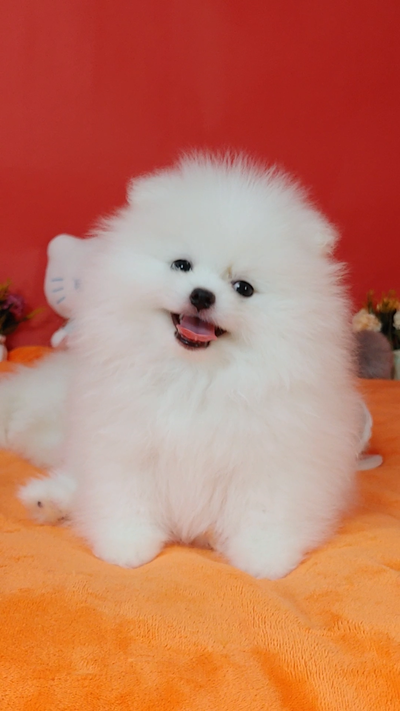 Premium Snow-white Pomeranian Puppy, View more
