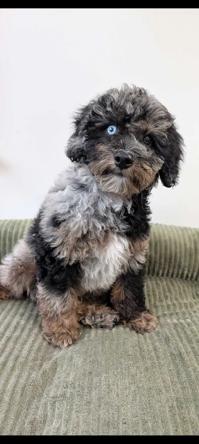 toy poodle puppies in Dogs & Puppies for Rehoming in Markham / York Region - Image 5
